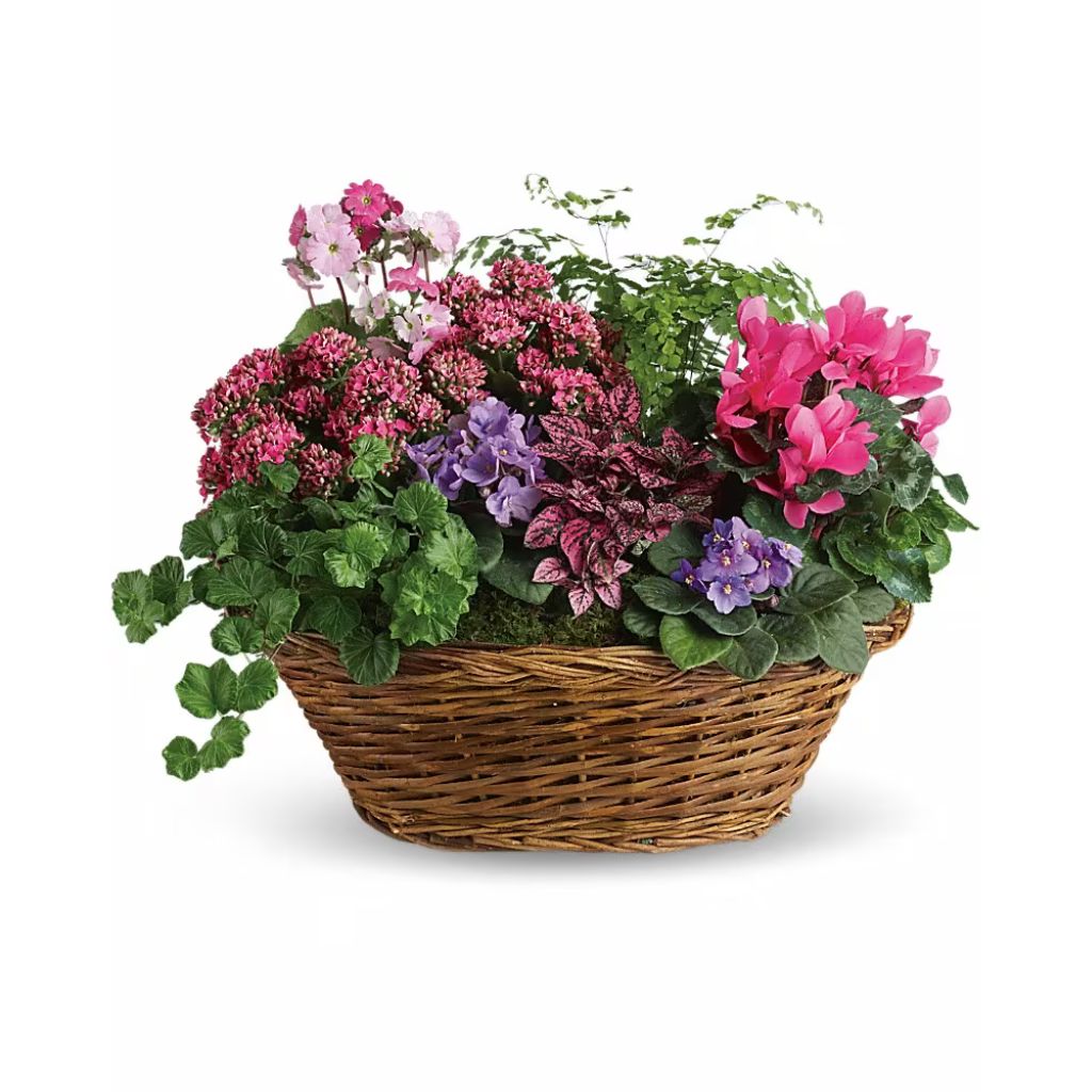 Simply Chic Mixed Plant Basket