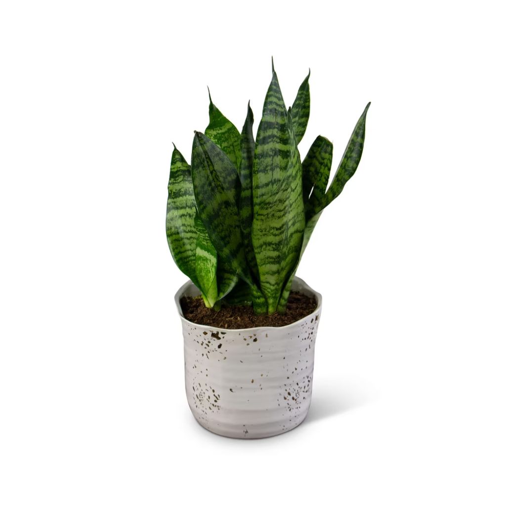 Snake Plant