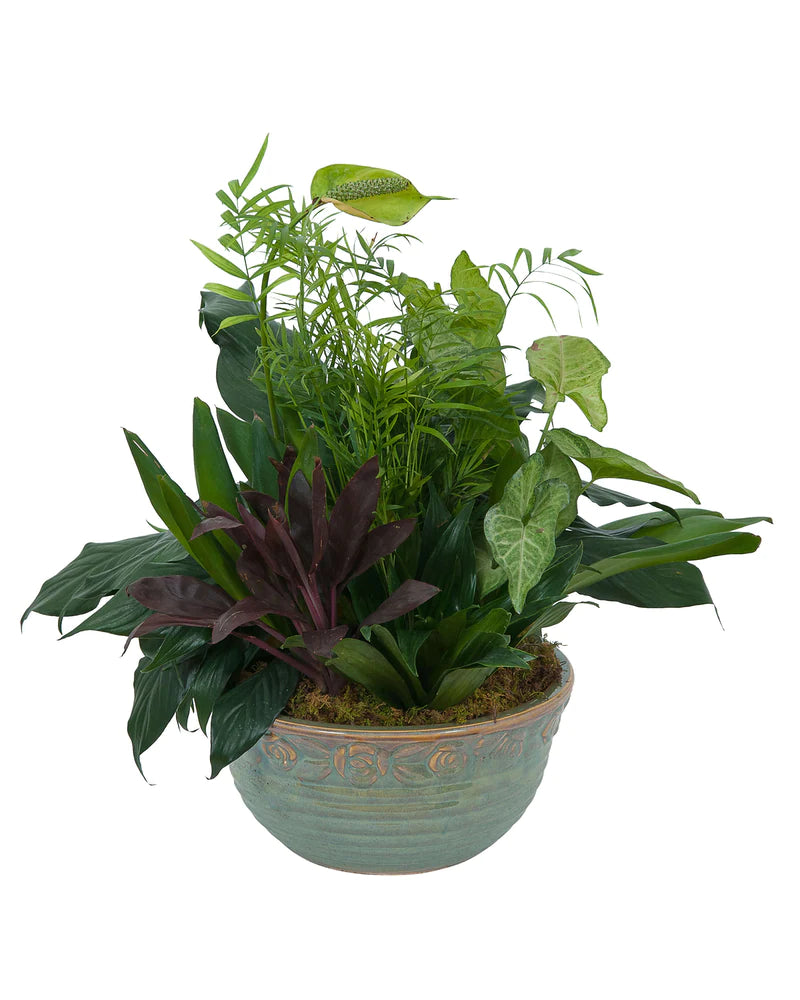 Medium Dish Garden