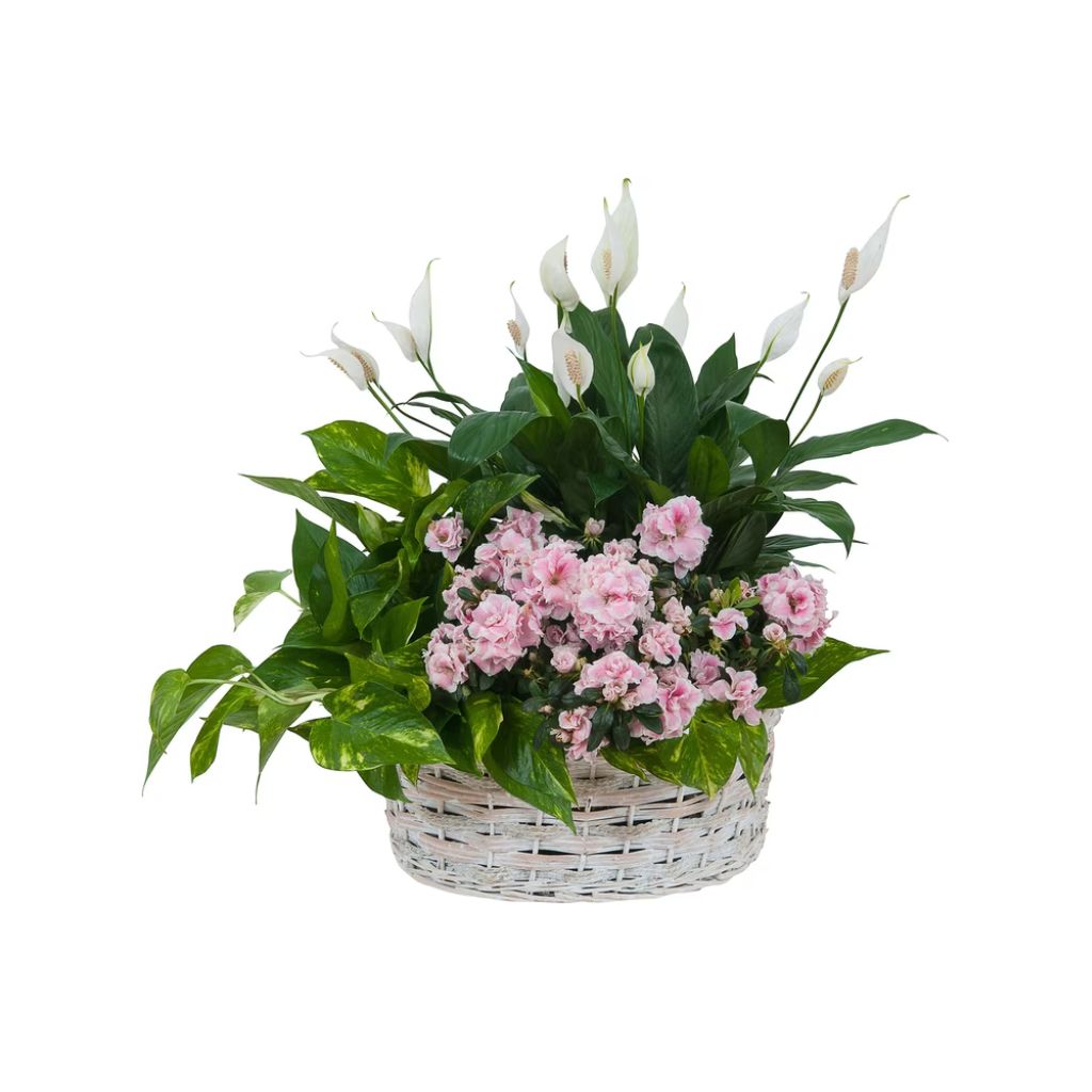 Living Blooming White Garden Basket