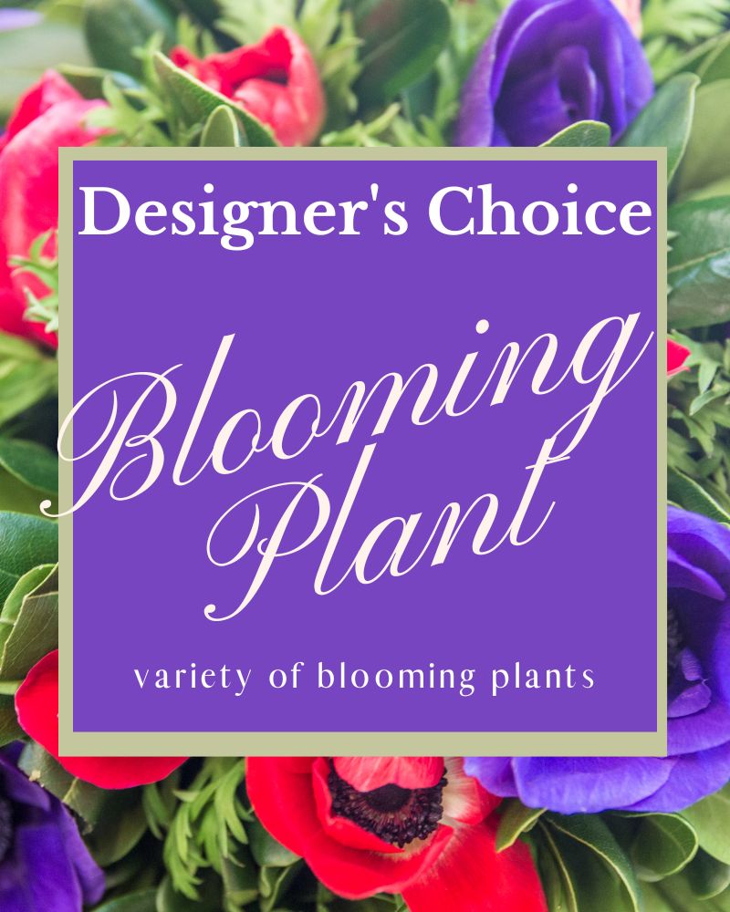 Designer's Choice Blooming Plant