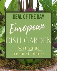 Deal of the Day - European Dish Garden