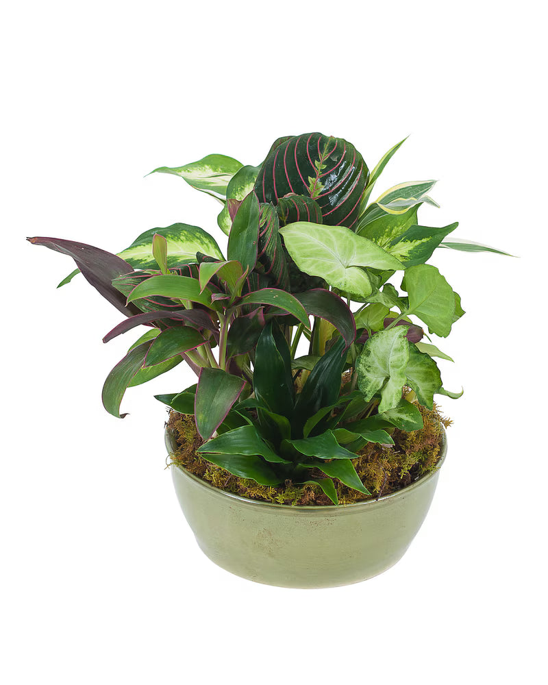 Small Dish Garden