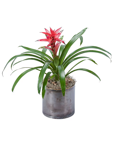Bromeliad
