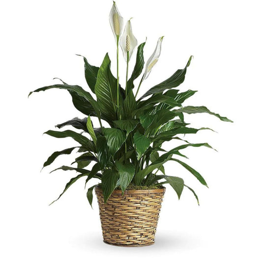 Simply Elegant Spathiphyllum (Peace Lily) - Medium