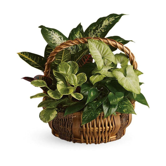 Emerald Garden Basket