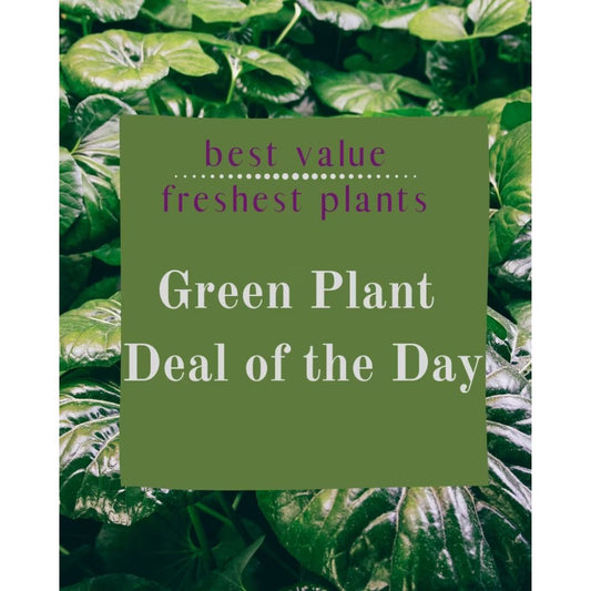 Green Plant Deal of the Day