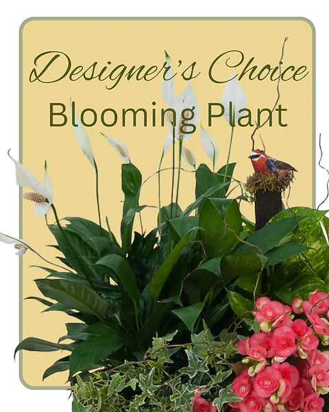 Blooming Plant Deal of the Day